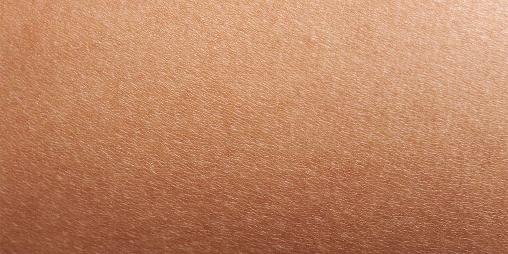 skin