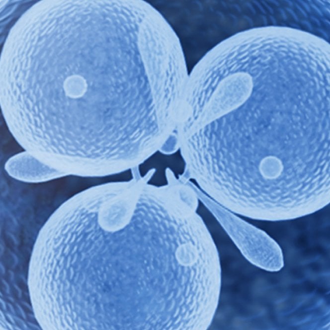 tribioma
