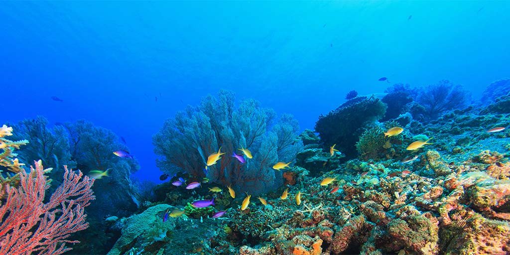 Marine Life Banner
