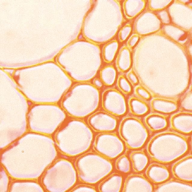 LRP MOSAIC IMAGE