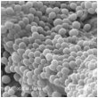 microbiome image