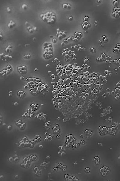 microbiome bacteria image